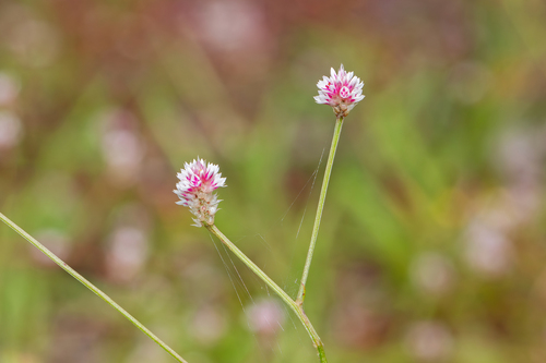 Ptilotus corymbosus observed 2025-02-01