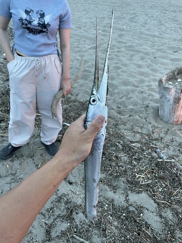 Pacific needlefish (Strongylura anastomella) — Belonidae — 4