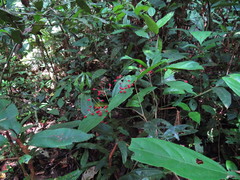Hasseltia