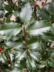 Ilex × meserveae