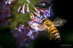 Apis mellifera