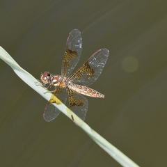 Perithemis domitia
