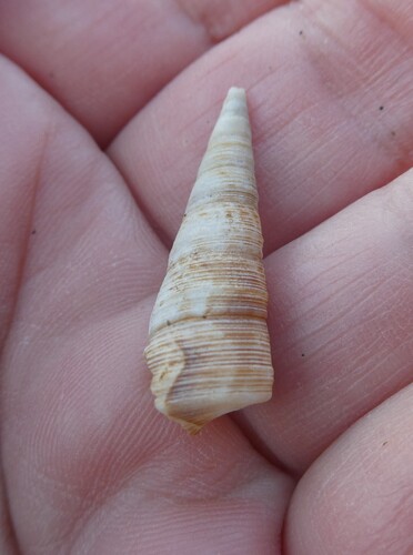 Maoricolpus roseus
