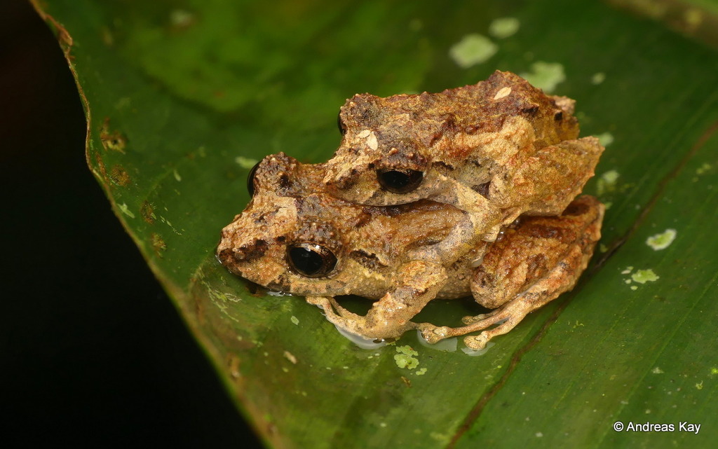 Santa Rosa Robber Frog