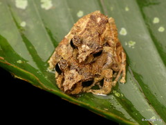 Santa Rosa Robber Frog photo 2