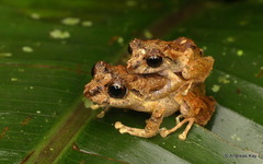 Santa Rosa Robber Frog photo 3