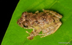 Santa Rosa Robber Frog photo 5
