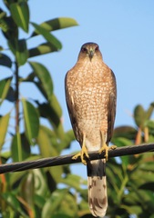 Accipiter cooperii