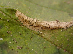 Phyllonorycter nicellii