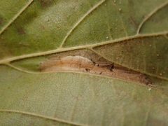 Phyllonorycter nicellii