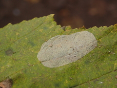 Phyllonorycter coryli