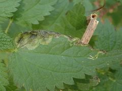 Agromyza pseudoreptans