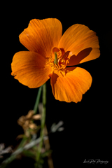 Eschscholzia californica