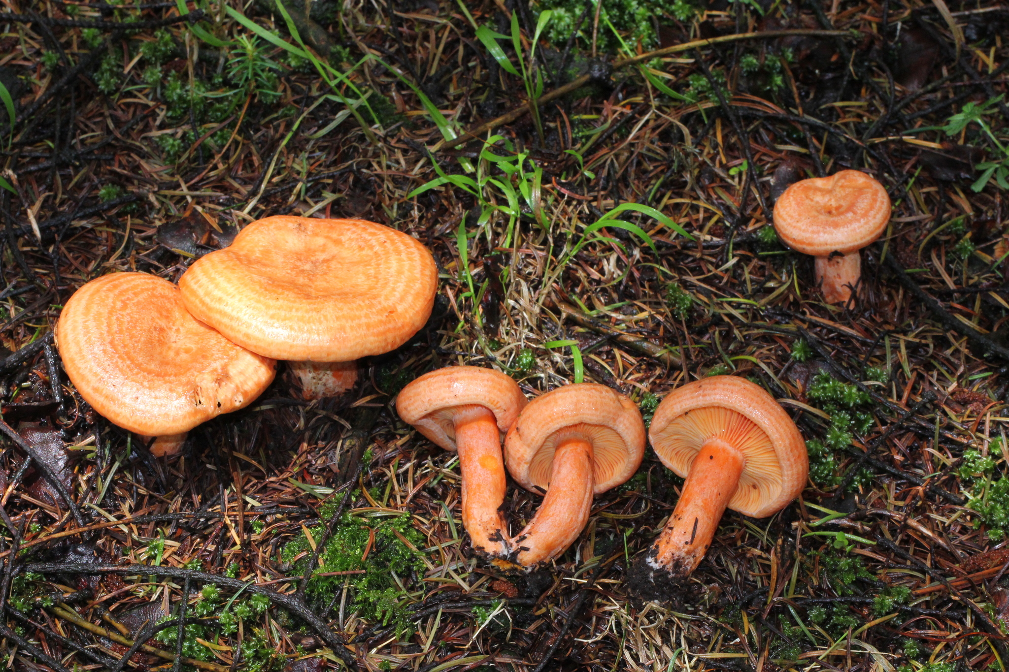 Lactarius salmonicolor image