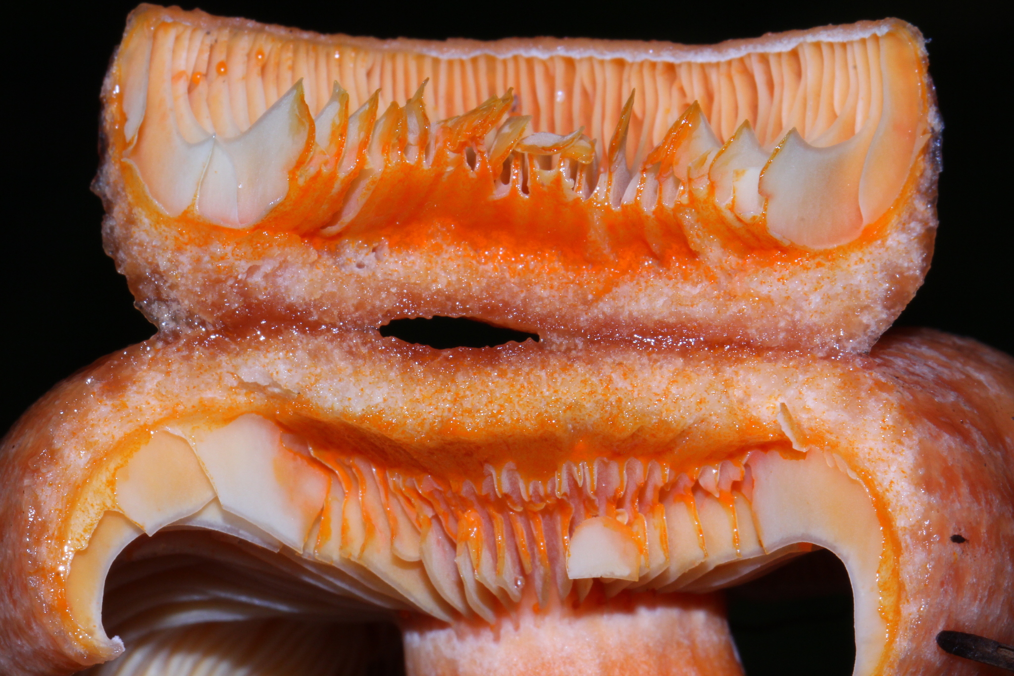 Lactarius salmonicolor image