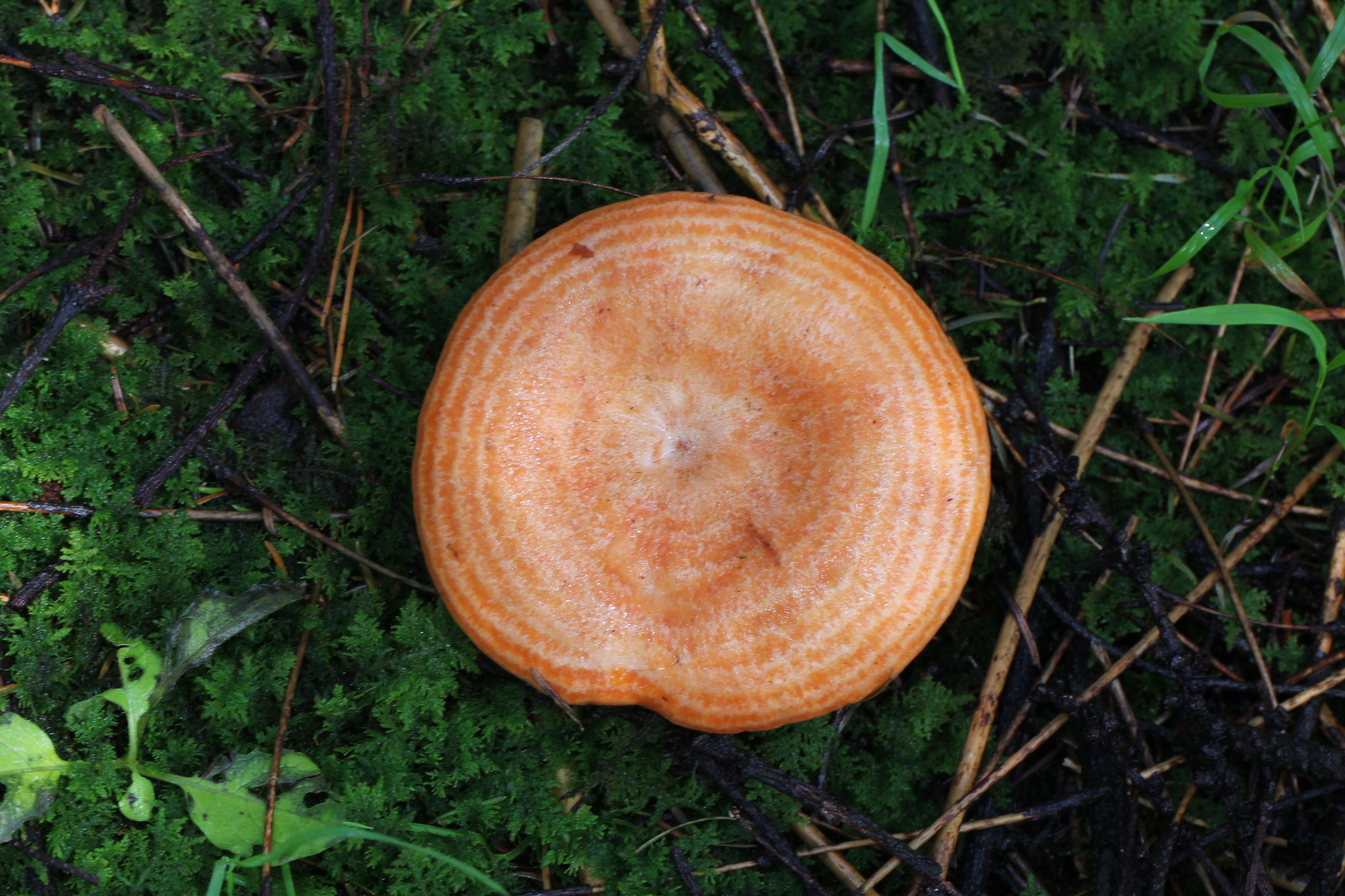 Lactarius salmonicolor image