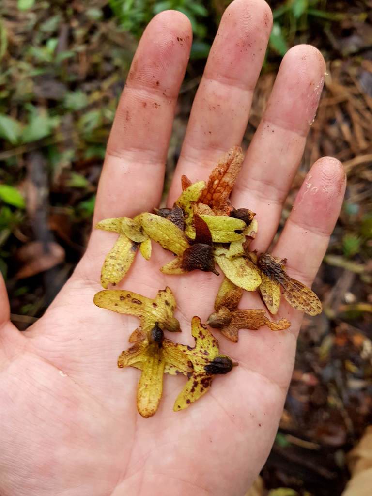 Oreomunnea mexicana
