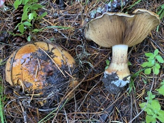 Cortinarius cacodes