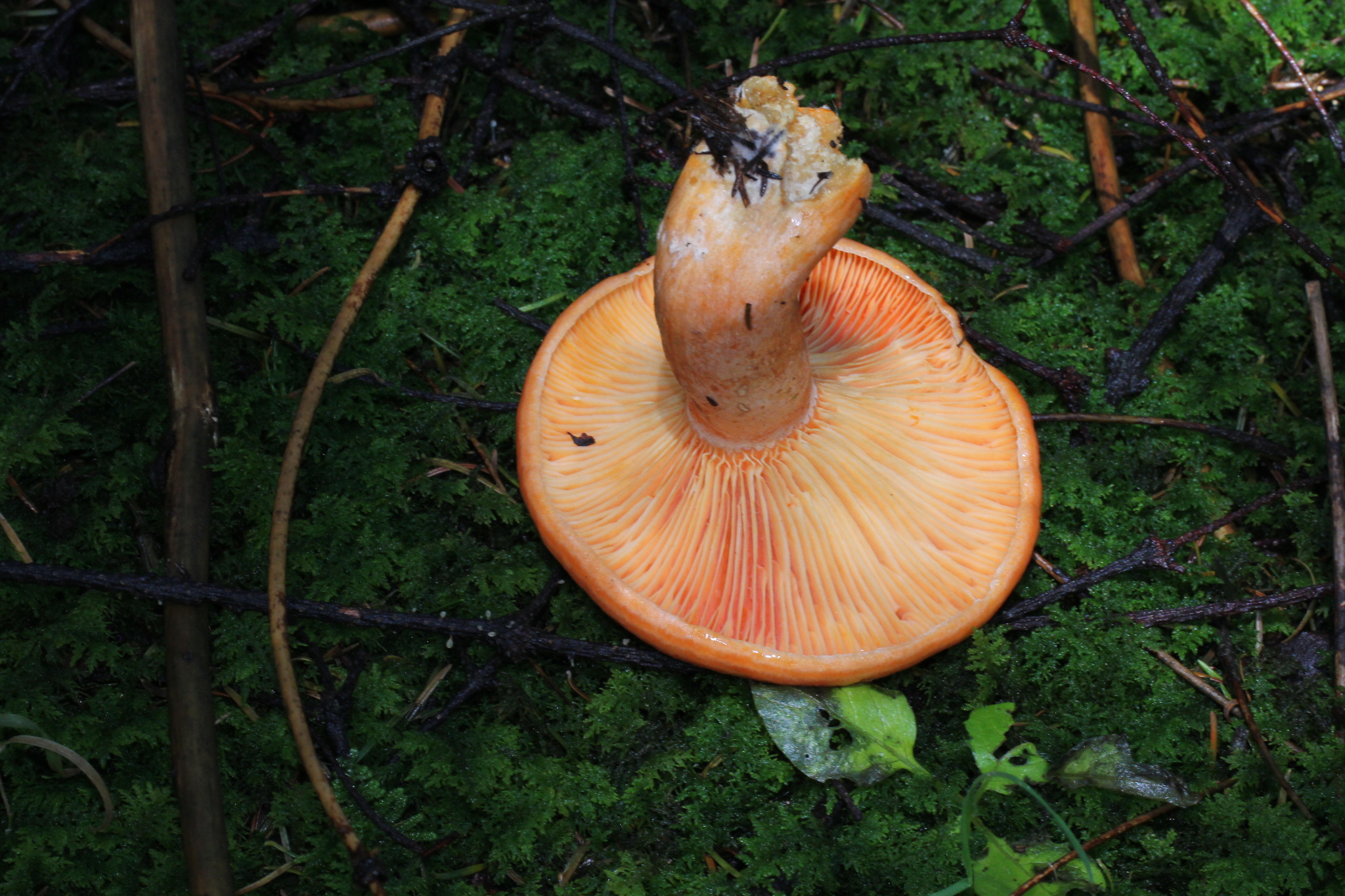 Lactarius salmonicolor image