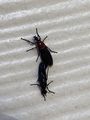 Dilophus serotinus