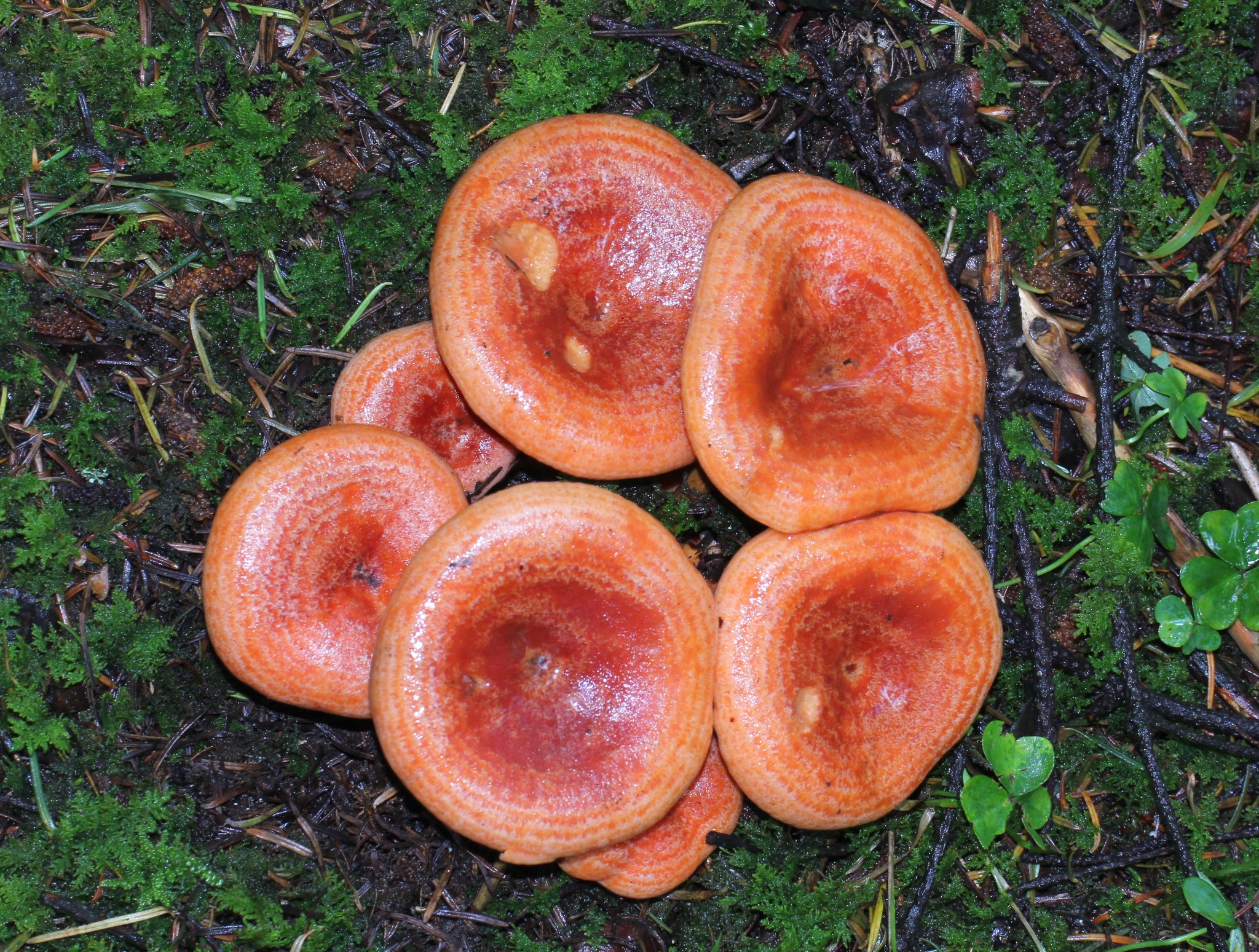 Lactarius salmonicolor image
