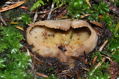 Jafnea