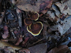 Earliella