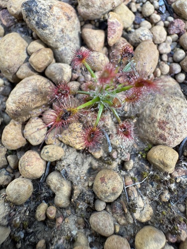 Drosera silvicola Lowrie & Carlquist