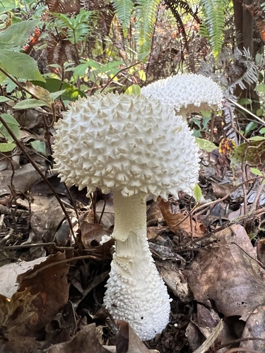 Amanita virgineoides