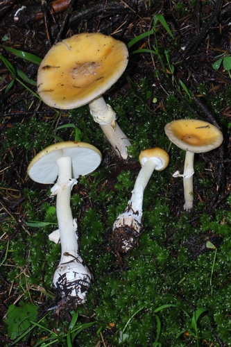 Cottony Volva Amanita