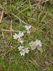 Gentianella patula