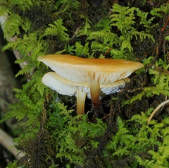 Flammulina mexicana