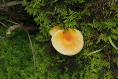 Flammulina mexicana