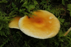 Flammulina mexicana