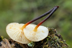 Flammulina mexicana