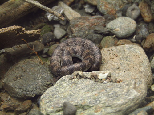 Oriental Odd-tooth Snake