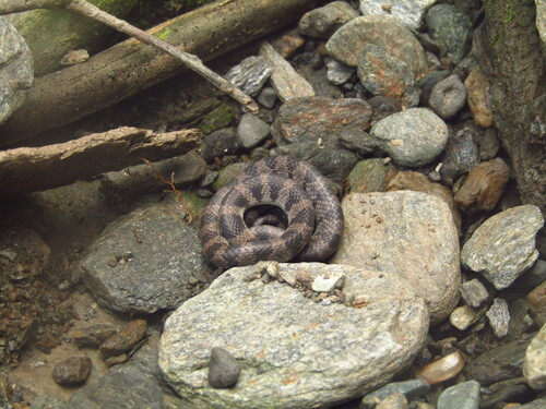 Oriental Odd-tooth Snake