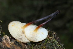 Flammulina mexicana