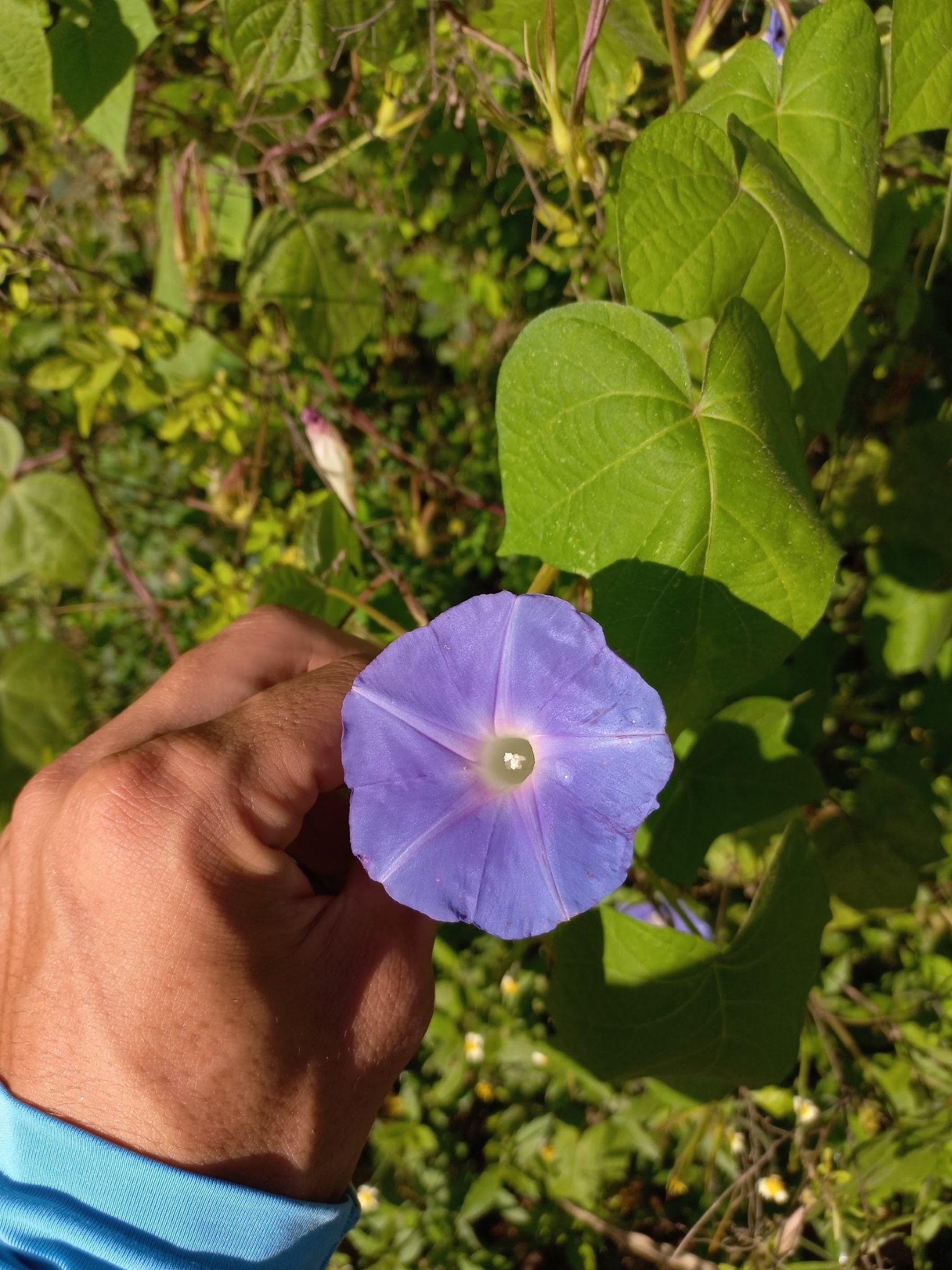 Ipomoea nil