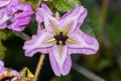 Thomasia grandiflora, photograph Andrew Allen, CC BY, iNaturalist via GBIF