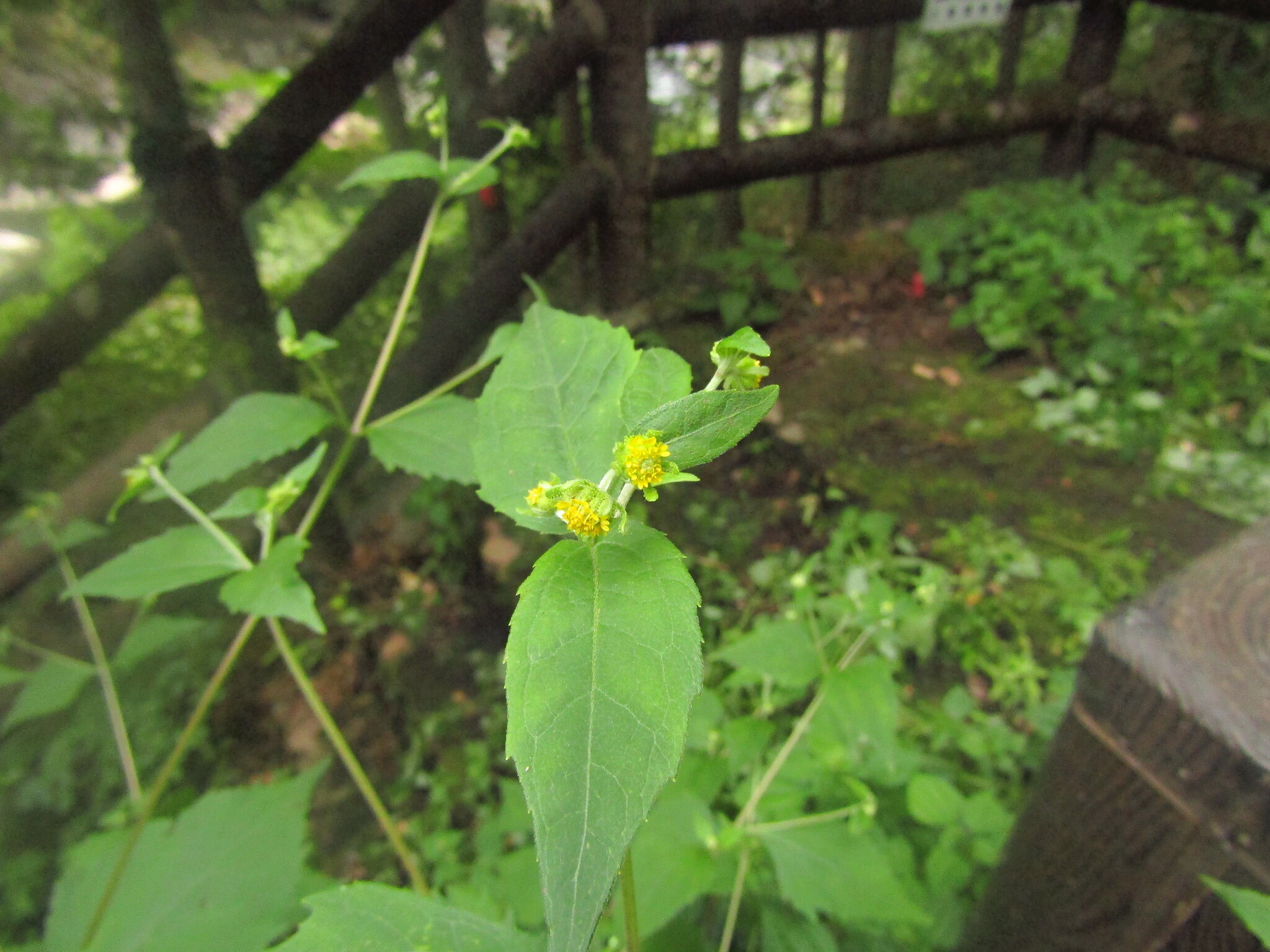 Sigesbeckia glabrescens