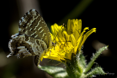 Cacyreus marshalli