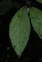Urera simplex