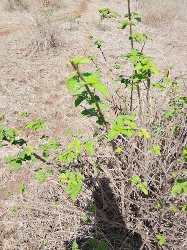 common lantana