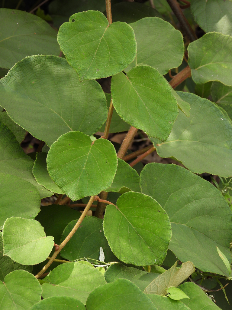 Kiwi fruit