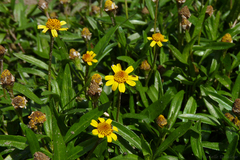 Acmella decumbens