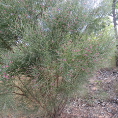 Jacksonia thesioides