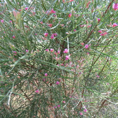 Jacksonia thesioides