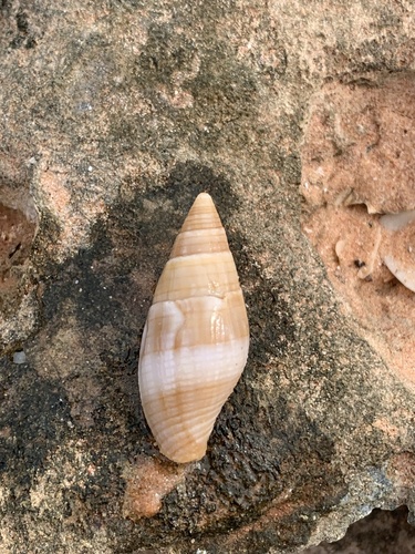Quasimitra variabilis observed 2025-10-01