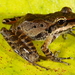 Longsnout Robber Frog - Photo (c) Santiago Ron, some rights reserved (CC BY-ND)